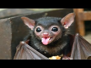 Baby Bats Are Adorable