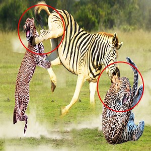 King Lion Revenge Hyena For Destroying Lioness, Epic Battle of Big Cat vs Hyenas | Lion vs Wild Dogs Join group to get more information Amazing Animals | Bravo Animals