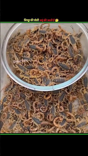 Why are scorpions kept as pets?