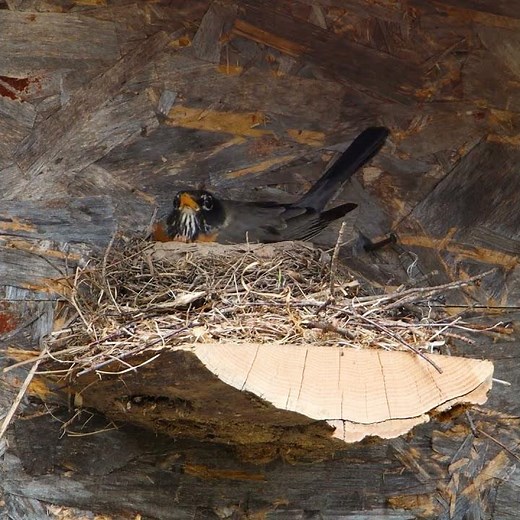 American Robin Lands and Settles on Nest