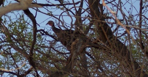 A Cincinnati sitcom made a joke out of flying turkeys. But bird experts may have the last laugh