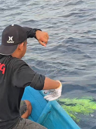 Perlawanan Hebat Mahi-Mahi di Lautan