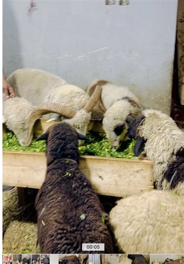 Discover Beautiful Marino Long Tail Sheep in Karachi