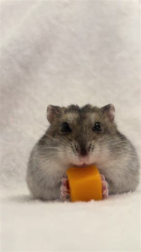 BruceyTheHamster on TikTok