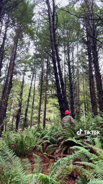 Happy Moments in the Forest: College of the Redwoods