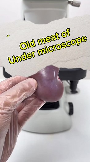 Exploring Cells Under a Microscope in Detail