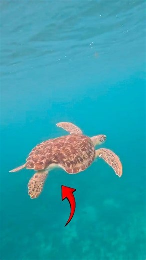 9.2K views · 159 reactions | Rescueing A Sea Turtle with a Broken...