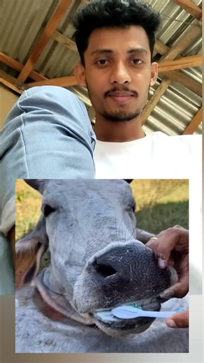 গরুর দাঁত পরিস্কার #reels | PJB Basic