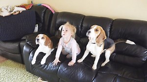 Energetic beagle puppy plays chase with little girl