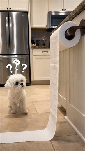 When Curiosity Kicks in 🐾 #curiosity #cute #dog #fail #funny #comedy