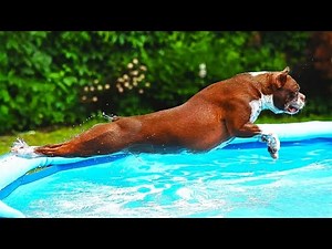 Dog’s Full-Speed Pool Jumps Will Melt Your Heart