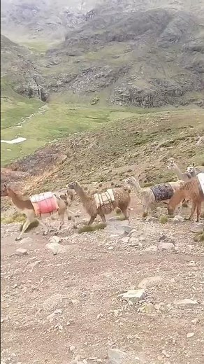 Llamas carrying through the mountains of Peru #animals #andes
