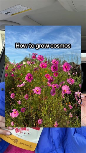 Here’s how to grow cosmos! You still have PLENTY of time!!!