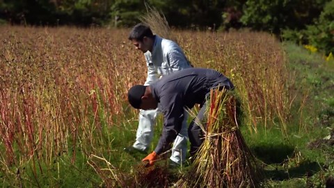 Making Soba - Japan's Every day, Special Occasion Noodle