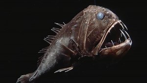 Fangtooth - Alchetron, The Free Social Encyclopedia