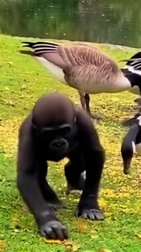 A little brave baby gorilla plays with geese after they chasing him 😆 #orangutans #gorilla #wildlife #animals #chimpanzee #fblifestyle | Tagob Reel