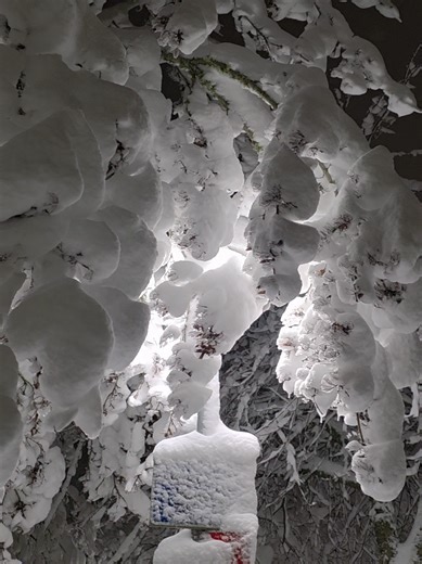 Frozen Fairytale Forest After Heavy Snowfall