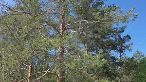 Summer Landscape of the Long Green Needles and Brown Cones on an Austrian or Black Pine Tree (Pinus nigra). The top of a pine tree with growing shoots at the ends of branches against the blue sky