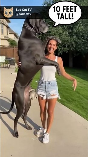 The World’s Tallest Great Dane — Standing Over 10 Feet Tall! 😱🐶🏆