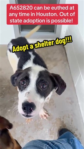 Fill out the app in my bio if you are interested in adopting! #rescuedogarmy #fosteringsaveslives #adoptdontshop #rescuedog #shelterdog