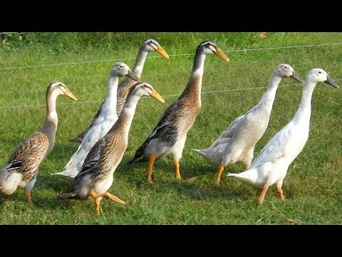 Indian Runner Ducks | Upright Super Layers