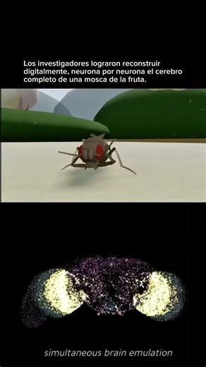 Mosca virtual. #ciencia #simulación #datoscuriosos