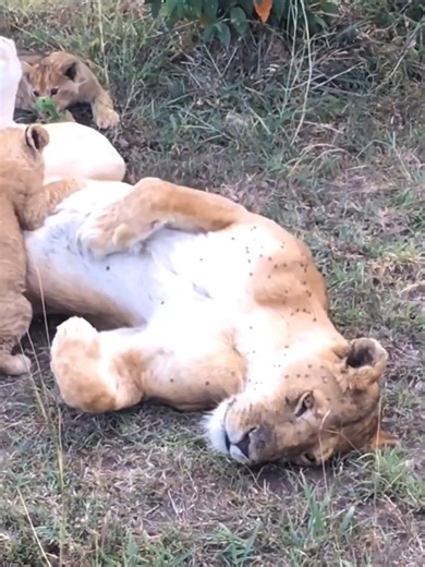Exploring New Zealand's 30 Million Sheep Population