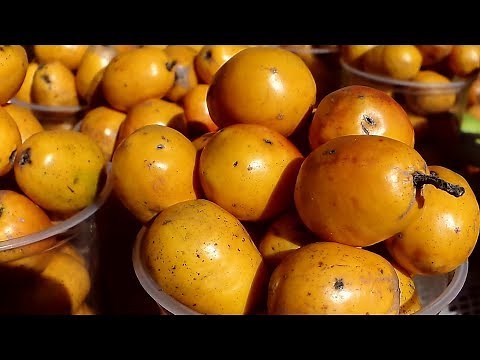 Jobos fruit of the Ovo, hobo, plum, joba plum, ubos, jobo, jobito, jocote, 𝑺𝒑𝒐𝒏𝒅𝒊𝒂𝒔 𝑠𝑝. #fruits