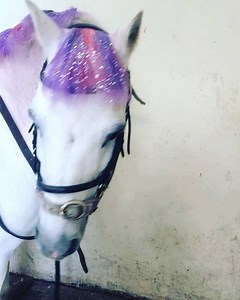 2.3M views · 11K reactions | Twilight sparkle pony Created with pony paint and glitter tattoo Www.equidivine.co.uk #mylittlepony #horse #pony #horseriding #ponyparty #dressage #showjumping | Equidivine | Facebook
