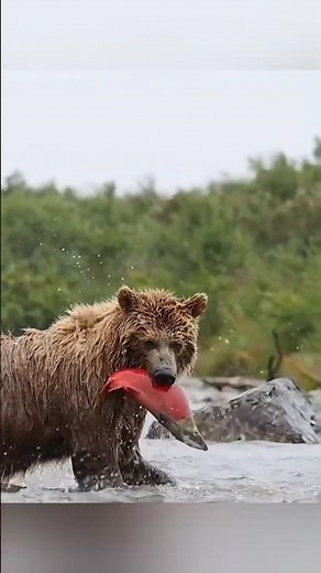 Why This Bear Ignores Salmon — Brutal Strategy Before Hibernation #nature #wildlife