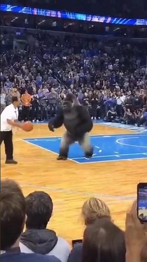 Gorilla Surprised Everyone on the Basketball Court