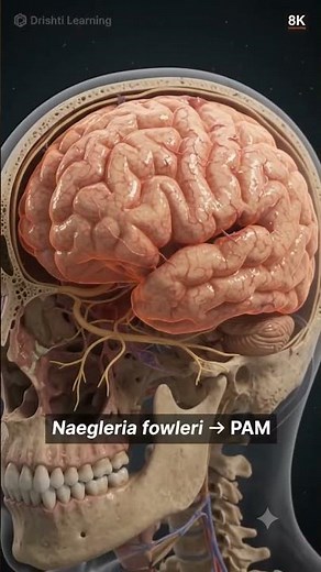 How a Brain-Eating Amoeba Reaches the Human Brain 🧠 | Naegleria fowleri Explained