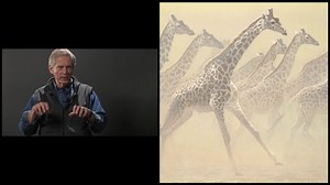 In today's Behind the Scenes video with Robert Bateman, he talks about the special painting techniques used to capture his 1981 acrylic on masonite painting, Galloping Herd - Giraffes. "An improbable animal standing 18 feet tall and weighing over a ton, the giraffe has the appearance of lightness and grace. The brain is so far above the heart that when the giraffe is drinking, the neck arteries need special valves to help pump the blood up and to slow the flow down. This is his most vulnerable t