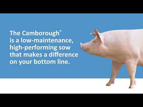 The PIC Camborough® | Pig Improvement Company