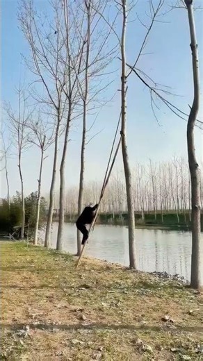 Climbing a tree ladder slips, ends up sitting at the base!