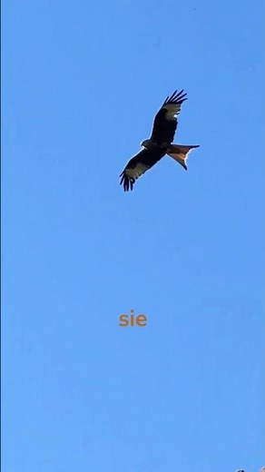 Germany's secret king of the skies! 🦅👑 The mystery of the red kite!