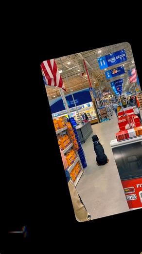 Simply the best…✅ Simple, fun, and efficient. We are renowned for our expertise in Behavioral modification, Service dog training, and Companion dog training, serving clients from L.A. to N.Y., and conveniently located in El Paso, Tx. Here is an example of our Adv 2 level training. This is Don and Kim with their dog Jack. Please note that they are not professional trainers, and this level of training should only be attempted under professional supervision. Jack was adopted from The P.A.W.S progra