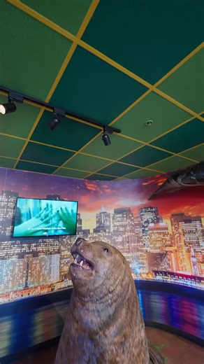 Meet Goliath, the 4,500 pound sea lion! 🦭 Originally from Alaska, Goliath became a star performer with the Circus throughout the 1920s. Believe It or Not!, Goliath chowed down on 250 pounds of frozen herring every single day, and even carried a $250,000 insurance policy! Learn more about Goliath at Ripley’s Believe It or Not! San Francisco! 👉 https://bit.ly/41SDejn | Ripley's Believe It or Not!