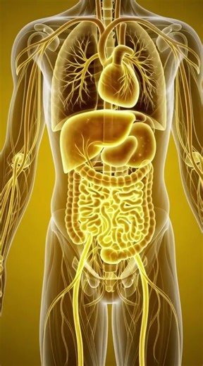 What Happens When You Eat Brazil Nuts 3D Health Explained #healthbenefits #digestivesystem #facts