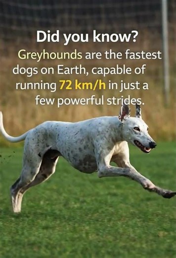 Greyhound: The Fastest Dog Breed