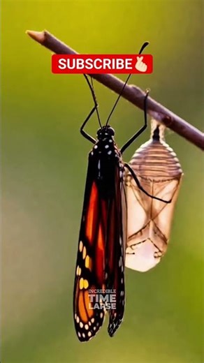 Metamorphosis: The Butterfly’s Rebirth | Timelapse Visualization #subscribe #timelapse #butterfly