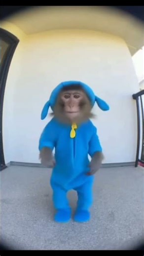 Monkey Pocoyo Dance! 🐵💙 #shorts #funny #fyp