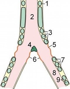 Syrinx (bird anatomy) - Alchetron, The Free Social Encyclopedia