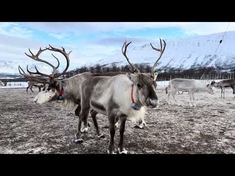 Wild Deer Encounter in Norway’s Stunning Wilderness 🦌🇳🇴