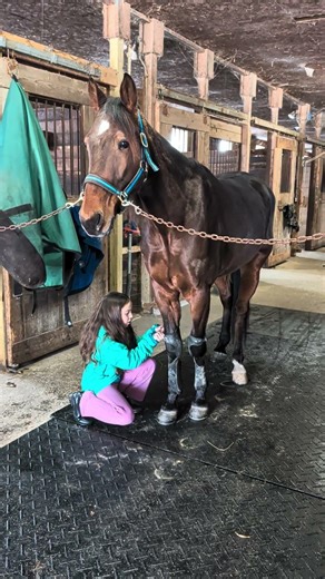 little one tacking up little guy. #horseracing #horse #harnessracing #equestrian #standardbred