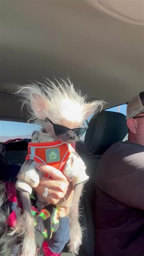 Exploring the Unique Charm of Chinese Crested Dogs