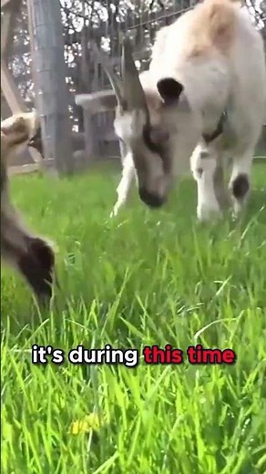 From Kid to Adult The Life Cycle of a Goat