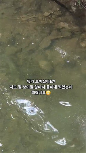 [뭐가 보이실까요? 저도 안보여서 들이대 찍었는데 찍혔네요😁] #shorts