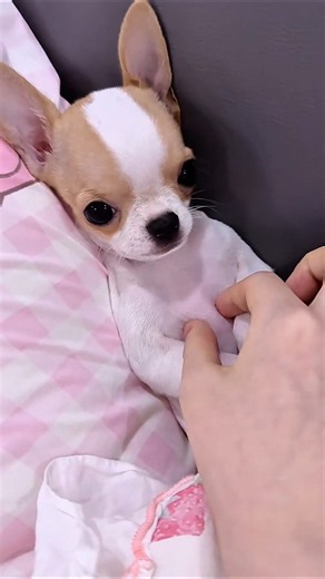 매끈,매끈 가슴털 기름진 가슴털 #치와와