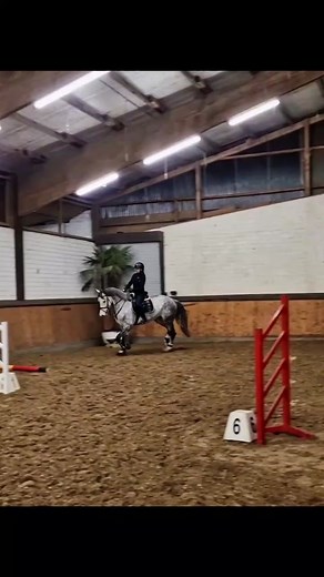 Springtraining Einblicke für Pferdefreunde